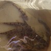 生き物好きの部屋！主に節足動物魚類が専門！お絵かきでも雑談でもオッケー！