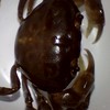 カニ愛好会！飼育・採取・釣りなんでもオッケー！
