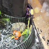 カニ・エビ・(ワタリガニ・ノコギリガザミ)日淡愛好会！飼育・採取・釣り・なんでもオッケー！【雑談あり