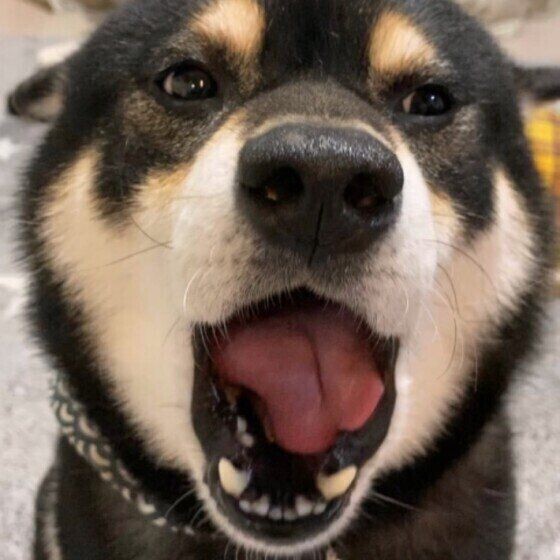 犬が話すように鳴く 理由は 獣医師に真相を聞いてみた