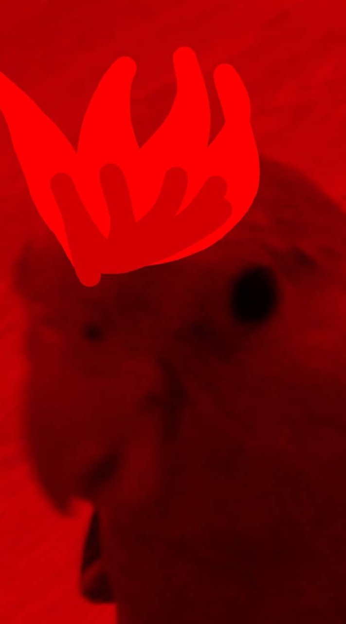 〘┆༼🐦PHOENIXสู้ชีวิต._༽ค่ายเพลง