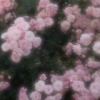 編集依頼工房🎀☘️*゜