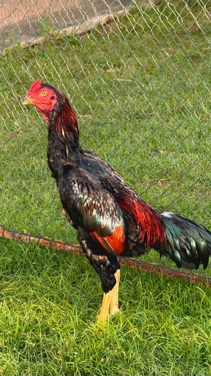 SPARTAN-FARM🐔🇯🇵(ไก่ชนญี่ปุ่นพัฒนา)