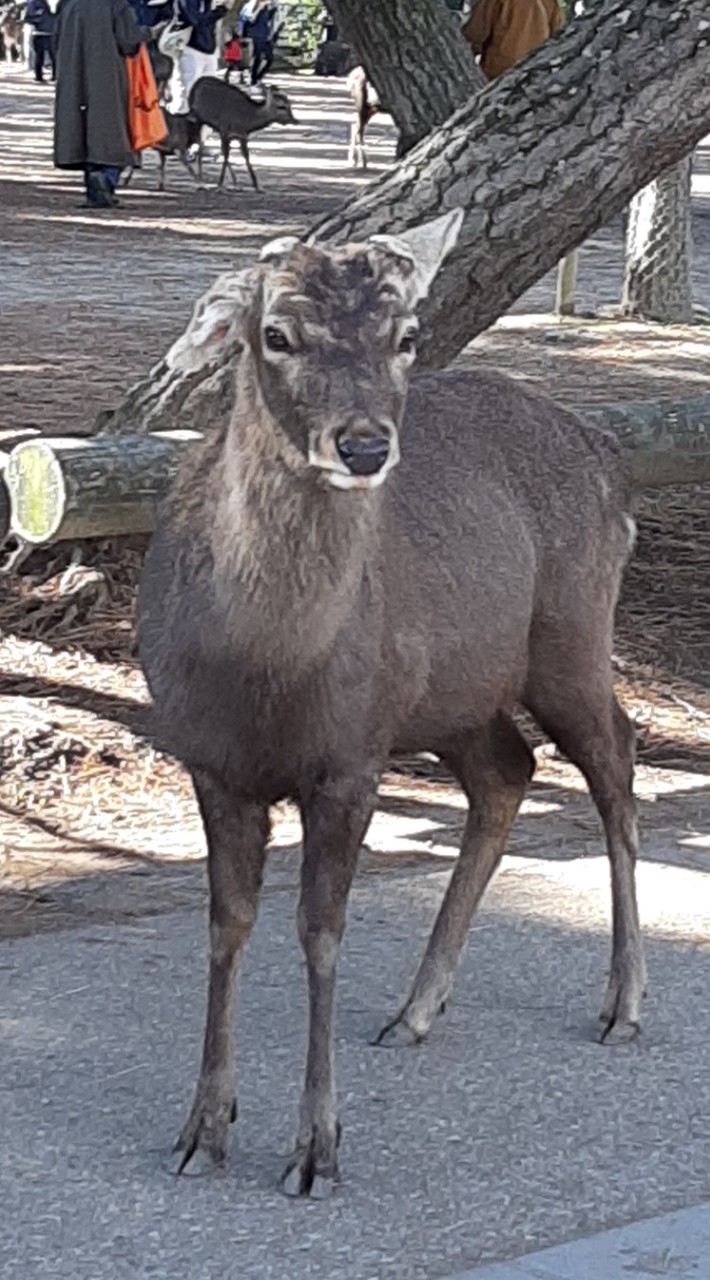 動物好きな人集まれー！🈁