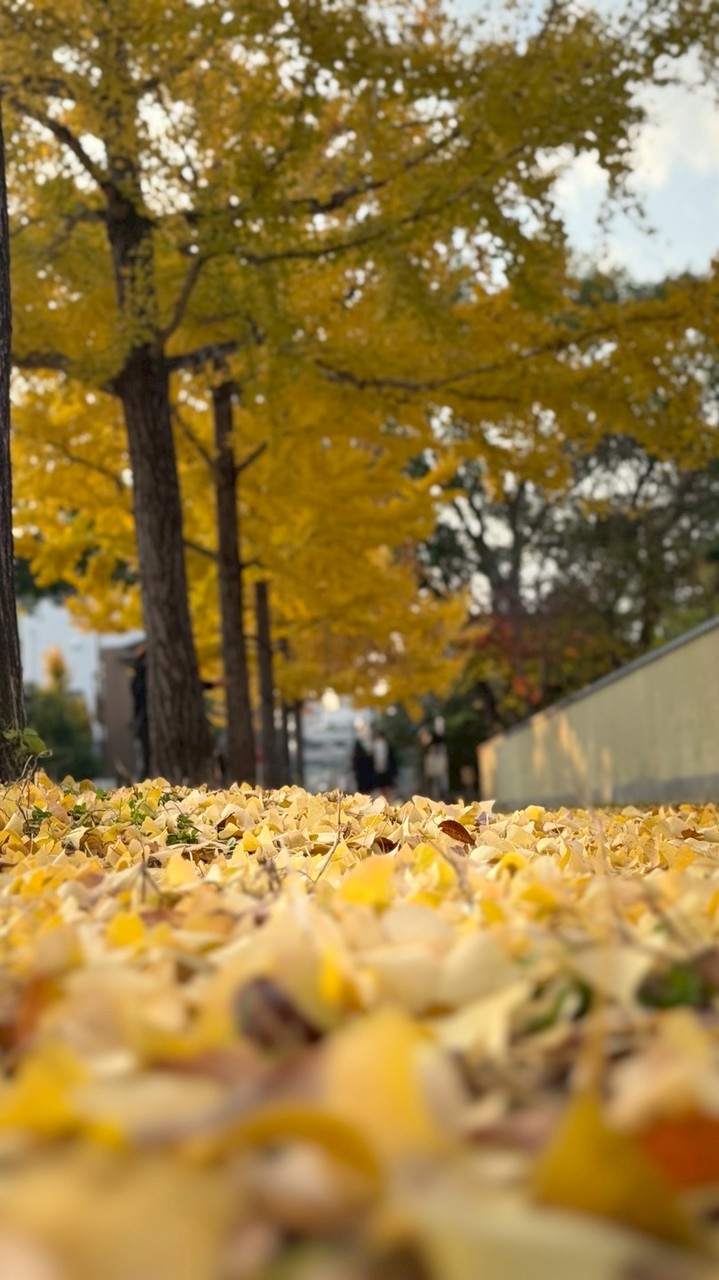 櫻戀小花園