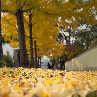 櫻戀小花園