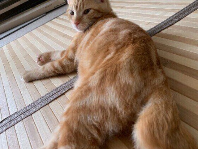 日本に多い かぎしっぽ猫 が昔から人々に愛される理由 ねこのきもちnews