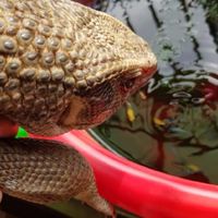 勇於孔雀魚--茉莉魚討論交流