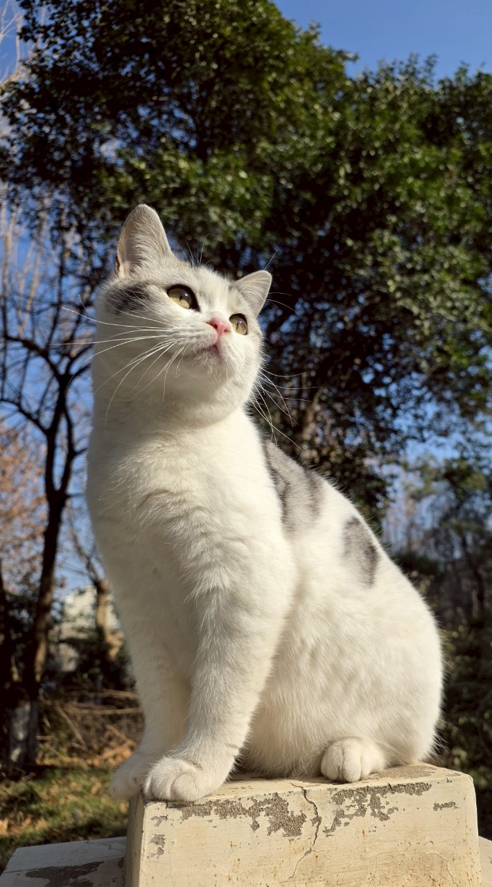 清迈房产中介租房买房