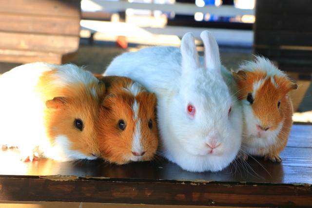 烤天竺鼠餐廳 比肯德基多 網友勸 車車別開去這 鏡週刊 Line Today