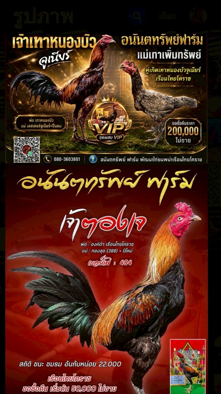 อนันตทรัพย์ ฟาร์ม พัฒนาไก่ชนพม่าเรือนไทยโคราช
