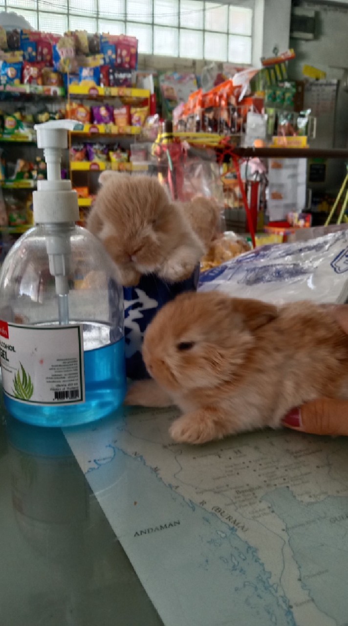 Rabbit love bee