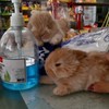 Rabbit love bee