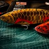 Wild 研究社
