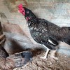 ซื้อขายไก่ชน