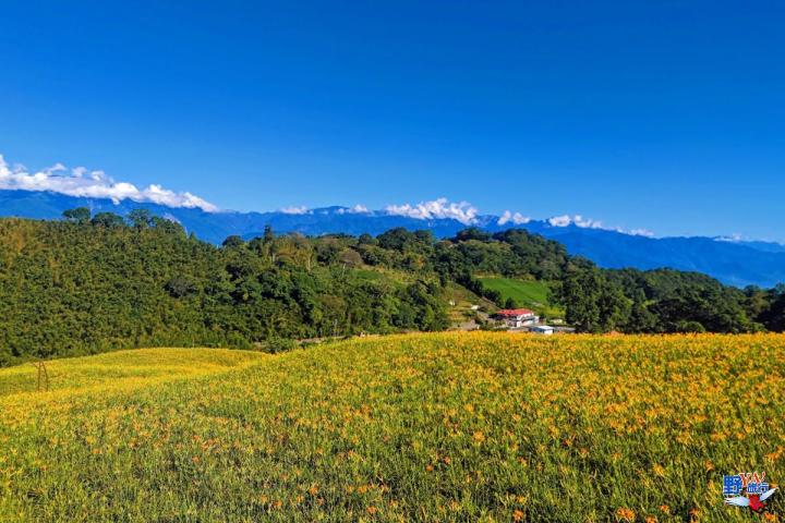 2023赤柯山金針花海必拍推薦8大景點 @Ya!Travel 野旅行新聞網