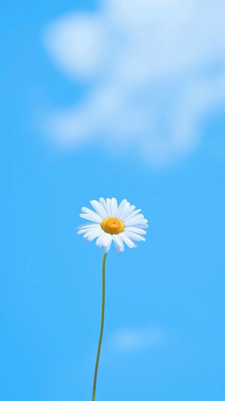 一起看花，看山看海看天空