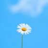 一起看花，看山看海看天空