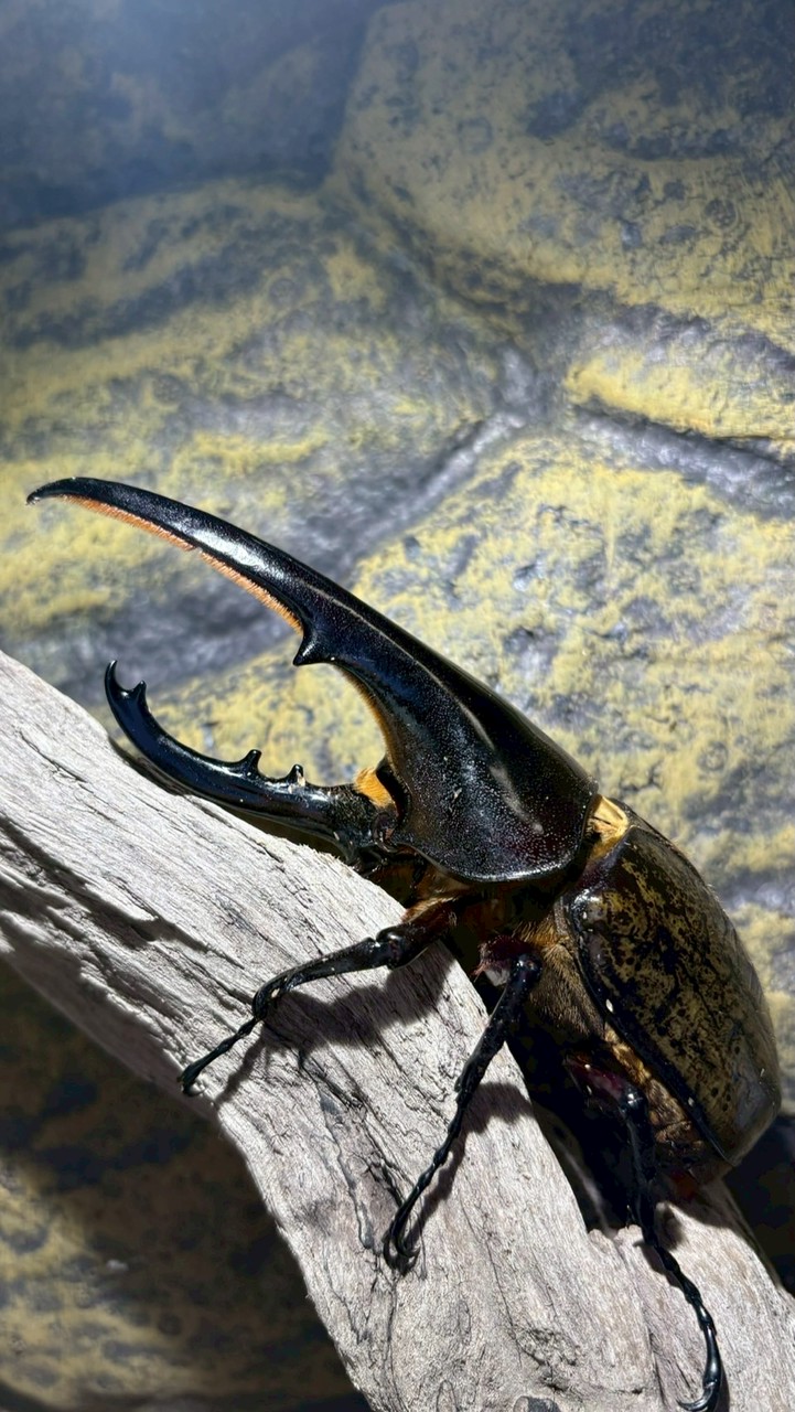 クワガタ・カブトムシ雑談会