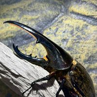 クワガタ・カブトムシ雑談会