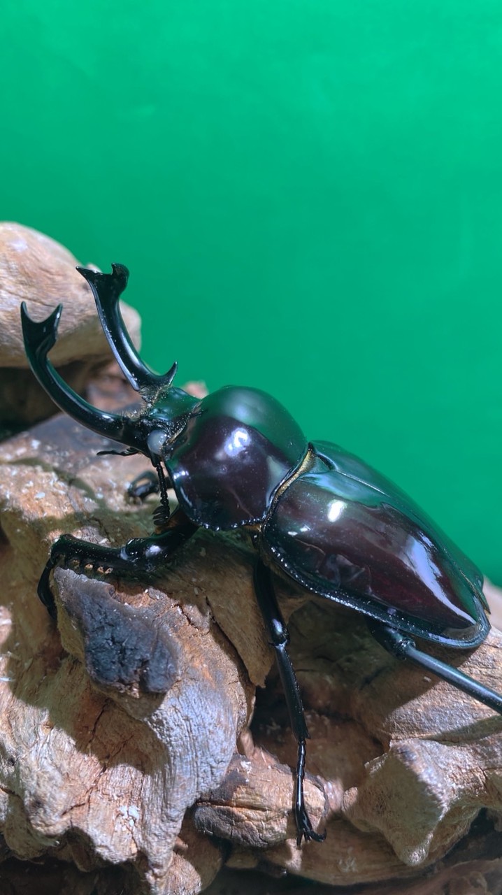 クワガタ・カブトムシ雑談会