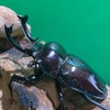クワガタ・カブトムシ雑談会