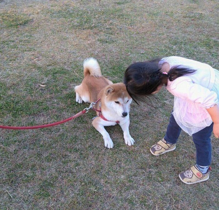 鳴き方で違う 犬がク ンと鳴いて甘えるときの理由3選