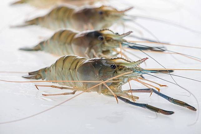 ▲一隻隻新鮮的泰國蝦，顏色清透美（圖/奧丁丁市集）