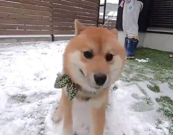 雪の日の散歩は とりあえず顔を埋めないと気が済まない