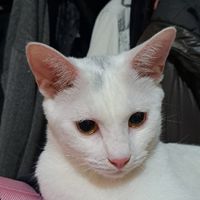 BingoCat台灣貓傳腹FIP/441互助群組