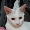 BingoCat台灣貓傳腹FIP/441互助群組