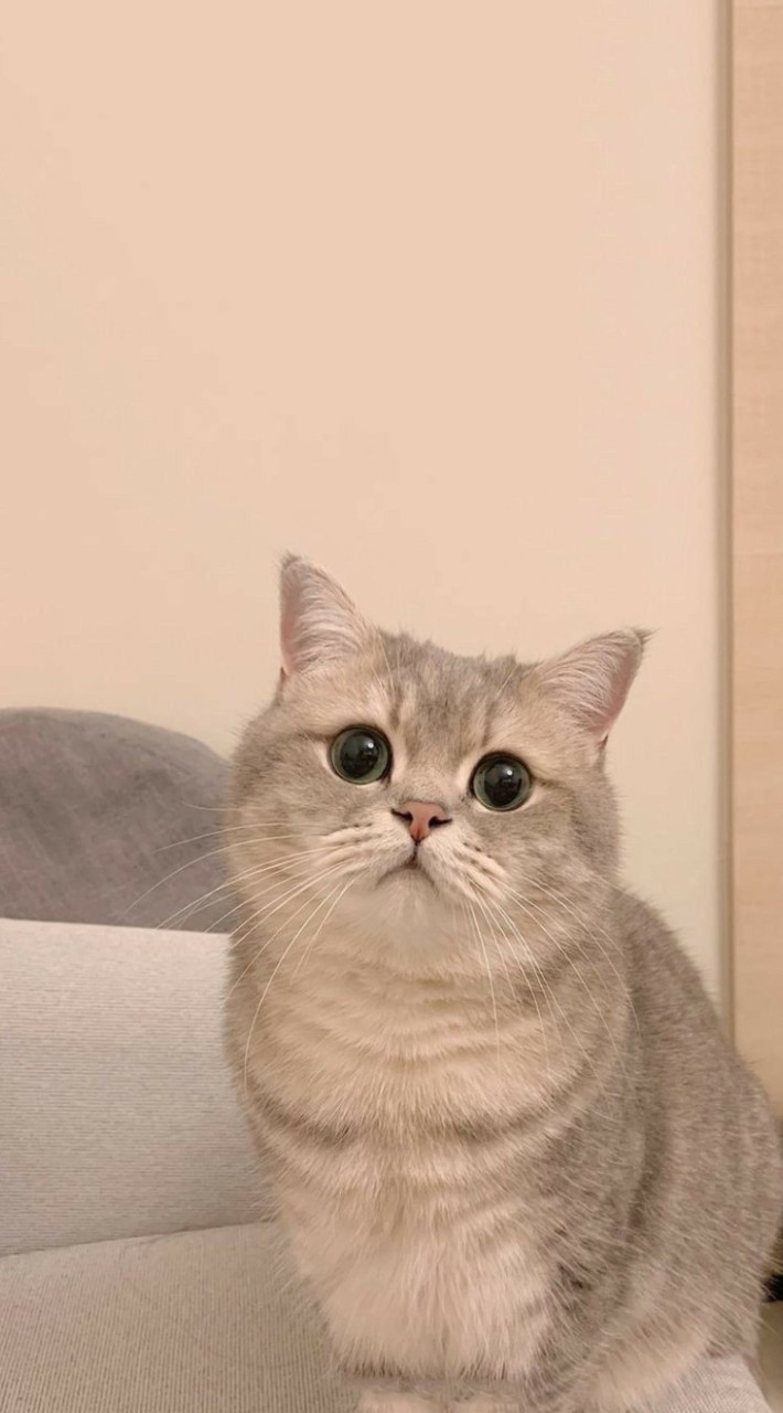 ผมชอบดูอนิเมะ
