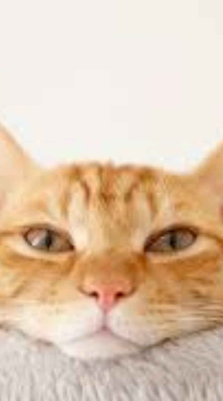 🐱飼い猫・保護猫🐱無限・無賞！無言のみ！写真・動画専用部屋