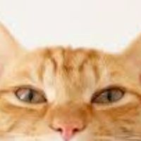 🐱飼い猫・保護猫🐱無限・無賞！無言のみ！写真・動画専用部屋