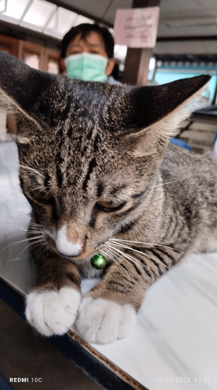 น้องใหม่