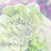 朴子果菜市場（紅蘋萃）