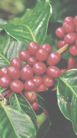 【非公認】岡大coffee同好会