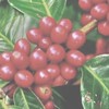 【非公認】岡大coffee同好会