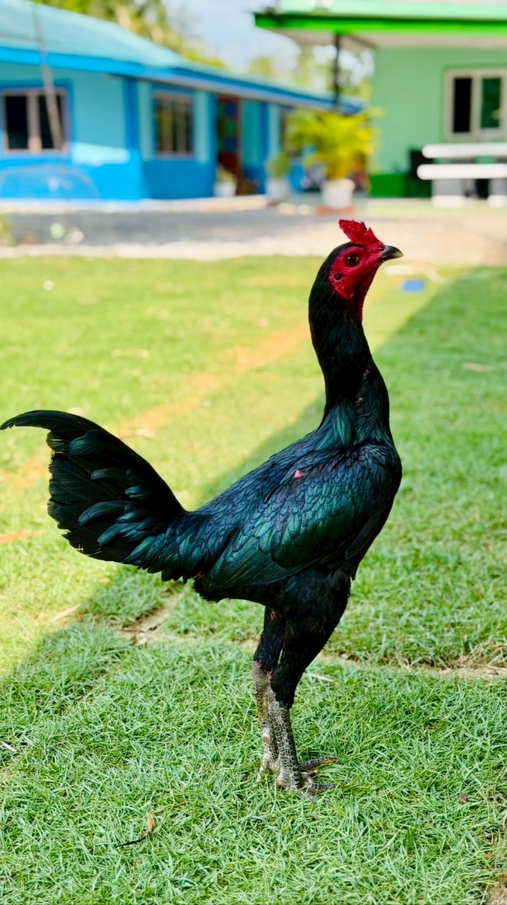 ซุ้ม อาทิตย์อุทัย ส.ท.ยุทธ