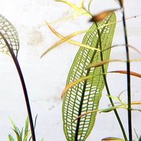水草水槽について話したい！