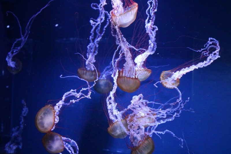 東京都内近郊のクラゲが見られる水族館5選 最新 おすすめ厳選 いこーよ