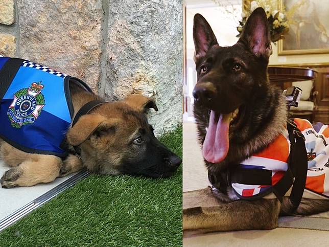 德牧警犬被開除只因「對人太好」 卻迅速找到超威風新工作!