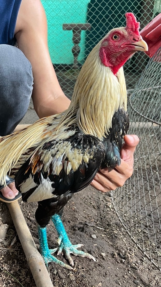 ทองคำฟาร์ม ไก่ชนสายเลือดเงินล้าน-พัฒนา