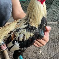 ทองคำฟาร์ม ไก่ชนสายเลือดเงินล้าน-พัฒนา