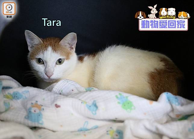 動物愛回家 短毛家貓tara On Cc 東網 Line Today