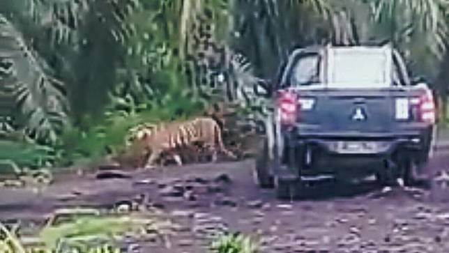 Unduh 4200 Gambar Harimau Bonita Terbaik 