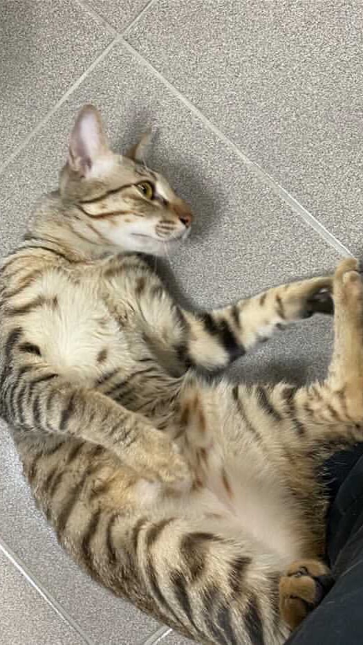 DOCHI PET寵物二手/團購小圈圈🐈🐈‍⬛