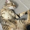 DOCHI PET寵物二手/團購小圈圈🐈🐈‍⬛