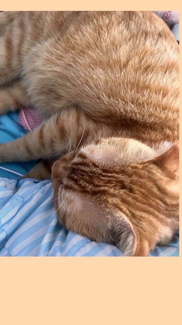 - 𝐗𝟐.𝐅𝐀𝐌𝐈𝐋𝐘 -
