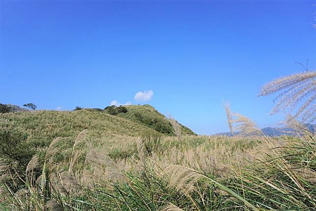 ▲秋日出遊必拍景點-陽明山芒草。（圖／Pixabay）